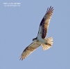 Osprey in flight