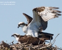 Ospreys on nest