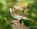 Ovenbird