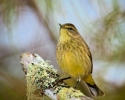 Palm Warbler