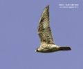 Peregrine Falcon