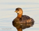 Pied-billed Grebe
