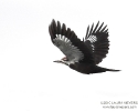 Pileated Woodpecker in flight