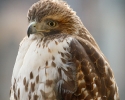 Red-tailed Hawk Closeup