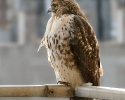 Red-tailed Hawk