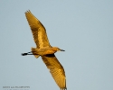 Reddish Egret in flight