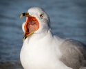 Ringed-bill Gull