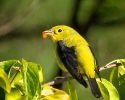 Scarlet Tanager Fall Male