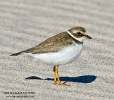 Semipalmated Plover