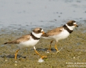 Semipalmated Plovers