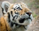 Siberian Tiger Cub