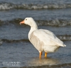 Snow Goose
