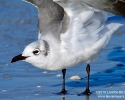 Laughing Gull