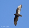 Turkey Vulture