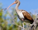 White Ibis immature