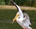 American White Pelican