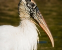 Wood Stork