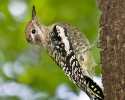 Yellow-bellied Sapsucker juvenile