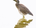 Yellow-crowned Night-heron