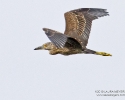 Yellow-crowned Night-Heron in flight