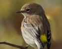 Yellow-rumped Warbler