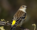 Yellow-rumped Warbler