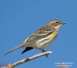 Yellow-rumped Warbler