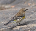 Yellow-rumped Warbler with fly