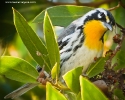 Yellow-throated Warbler
