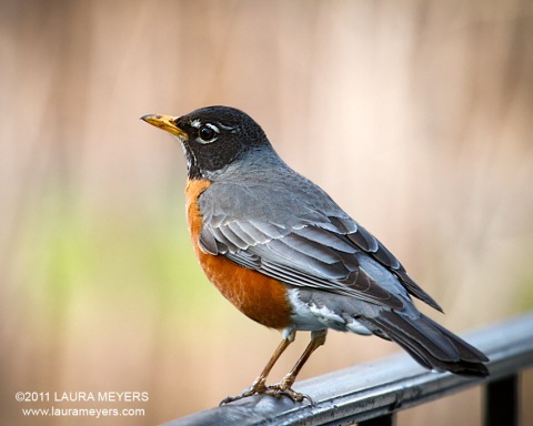 American Robin