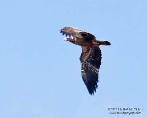 Bald Eagle in flight