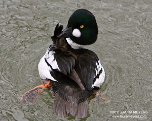 Common Goldeneye