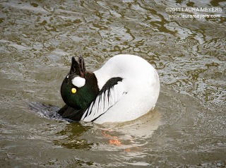 Common Goldeneye male display