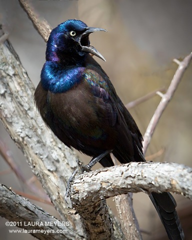 Common Grackle