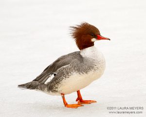 Common Merganser female on ice