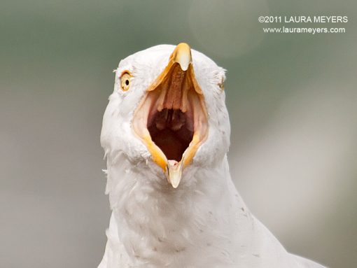 Herring Gull