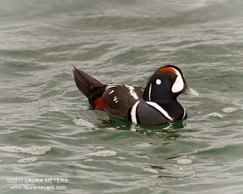 Harlequin Duck