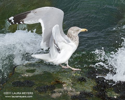 Herring Gull