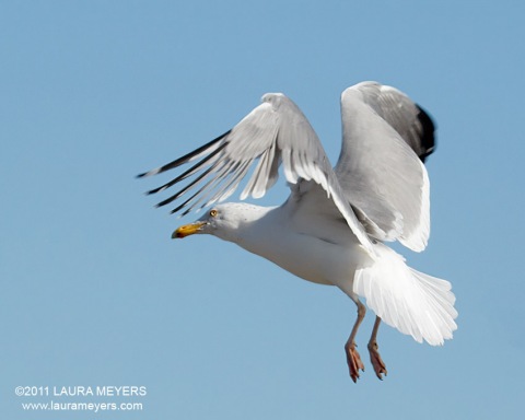 Herring Gull in flight