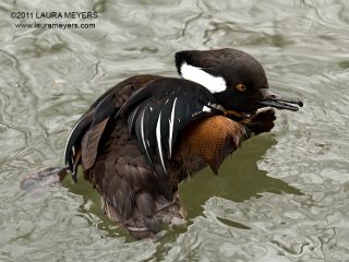Hooded Merganser Male