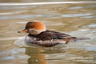 Hooded Merganser female