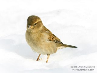 House Sparrow in snow