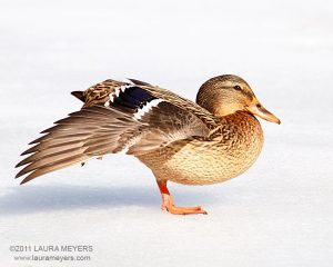 Mallard Duck female