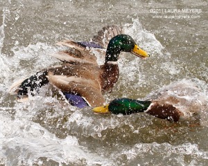 Mallard Ducks fighting