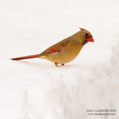 Northern Cardinal female in snow