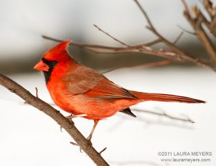 Northern Cardinal