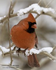Northern Cardinal Male