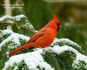 Male Northern Cardinal