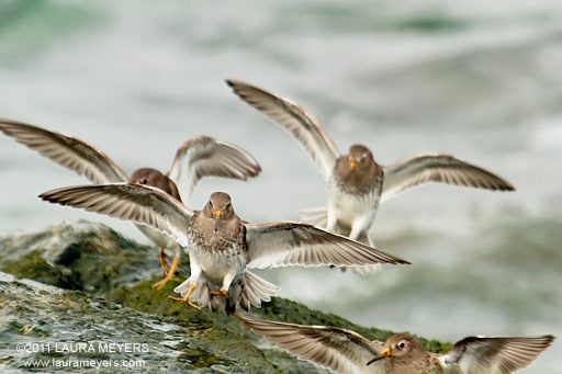 Purple Sandpipers
