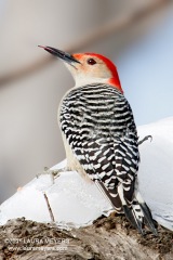 Red-bellied Woodpecker